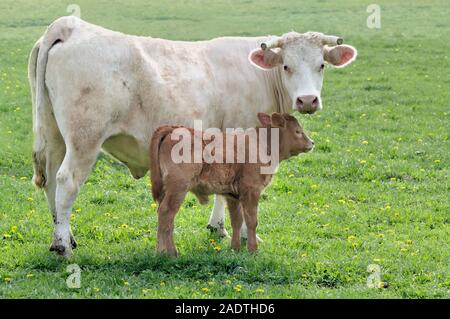 Kleine braune und weiße Kuh Kalb auf der grünen Wiese im Frühjahr Stockfoto