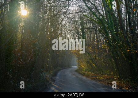 Morgen Sonne Filter durch Bäume und einen schmalen Feldweg schlängelt sich durch den Wald Stockfoto