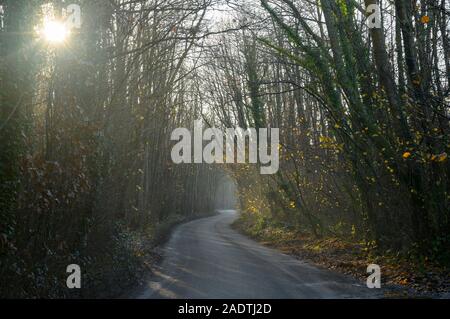 Morgen Sonne Filter durch Bäume und einen schmalen Feldweg schlängelt sich durch den Wald Stockfoto