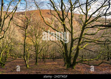 Verdrehte Bäume wachsen auf einem Hügel in Wales. Stockfoto