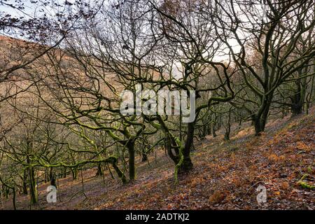 Verdrehte Bäume wachsen auf einem Hügel in Wales. Stockfoto