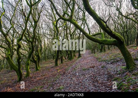 Verdrehte Bäume wachsen auf einem Hügel in Wales. Stockfoto