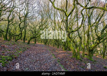 Verdrehte Bäume wachsen auf einem Hügel in Wales. Stockfoto