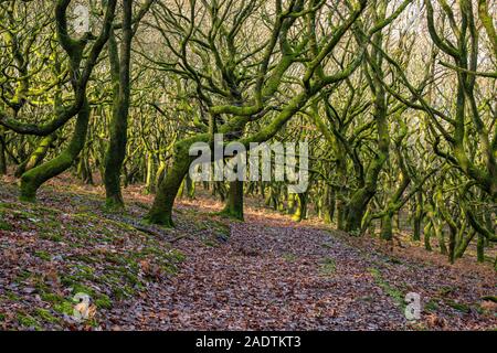 Verdrehte Bäume wachsen auf einem Hügel in Wales. Stockfoto