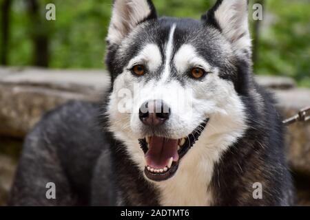 Nahaufnahme eines Brown-eyed Husky Hund an der Leine auf einem Wald Gasse Stockfoto