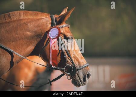 Porträt einer wunderschönen Sauerampfer Rennpferd mit einem getrimmten Mähne, die den Wettbewerb gewonnen und erhielt eine rote Rosette als Preis. Stockfoto