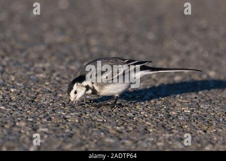 Pied Wagtail Vogel (Motacilla alba yarrellii) Suchen nach Nahrung auf dem Boden im Winter in West Sussex, England, UK. Stockfoto