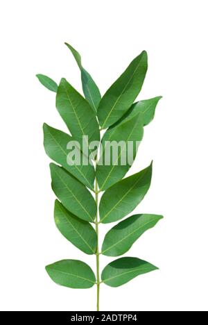 Grüne Blätter isolierten auf weißen Hintergrund Stockfoto