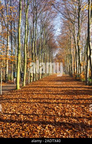 Blätter fallen von den Bäumen im Herbst Stockfoto