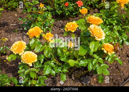 Rosa Amber Queen Blüte im Juni in einem Englischen Garten Stockfoto