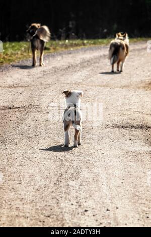 Welpe Hund auf der Suche nach erwachsenen Hunden, Sozialisation und Hund Gehorsam während einem Spaziergang Stockfoto