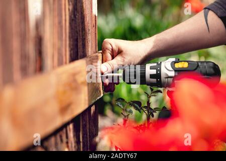 Man legt eine Karte eine Holzwand mit elektrischem Akkuschrauber und eine Torx-schraube. Stockfoto