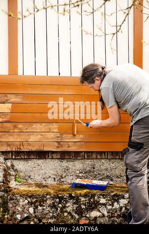 Mann lackierte Holzplatten mit einem Bogen Walze und Schaumstoffrolle. Braun Farbe lackiert ist oder auf eine Holzwand gerollt Stockfoto