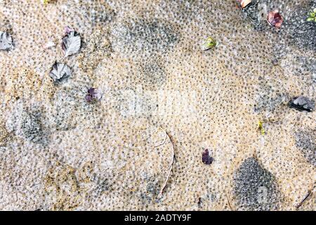 Topview von vielen Frosch in schlammigen Wasser laichen, Wildlife Hintergrund Stockfoto