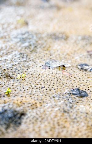 Frosch eines Rana macrocnemis in schlammigen Wasser, Kaulquappe und Eier spawn Stockfoto