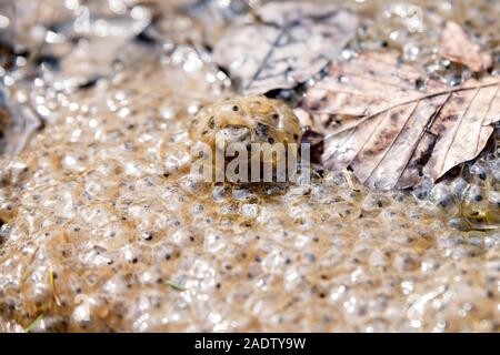 Rana macrocnemis umhüllt von vielen Frog spawn und Blätter Stockfoto