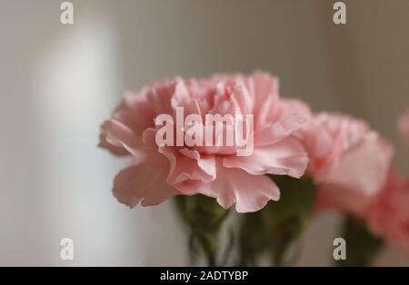 Rosa Nelkenblumen auf einem hellen Hintergrund Stockfoto