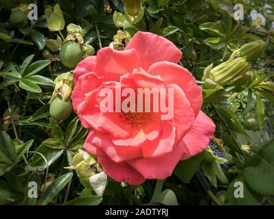 Duftende rosa Kletterrose Rosa springenden Lachs Blüte in einem Englischen Garten Stockfoto