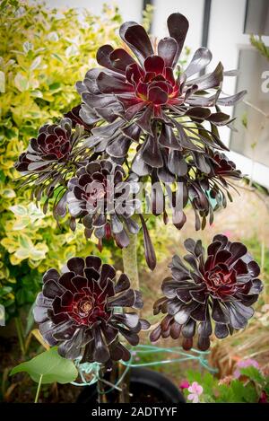 Bronze - Blätterte Aeonium Zwartkop verbringt im Sommer im Freien, ein Frost Ausschreibung sub-tropische Pflanze in einen Englischen Garten Stockfoto