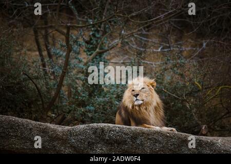 Ein erwachsener Mann Red Lion ruht, der lag auf einem Stein im Zoo von Basel in der Schweiz im Winter in Wetter Stockfoto