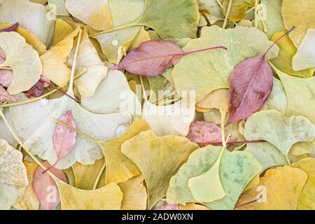 Ginkgobaum (Ginkgo biloba) auf dem Boden, von Dominique Braud/Dembinsky Foto Assoc Stockfoto