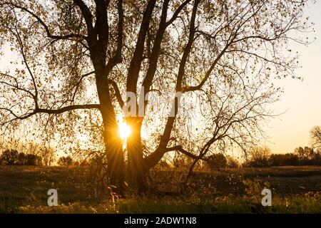 Sonnenuntergang, Pappel (Populus canescens), Sturz, Minnesota, USA, von Dominique Braud/Dembinsky Foto Assoc Stockfoto