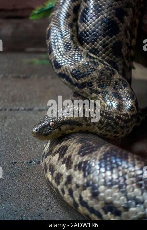 Gelbe Anakonda, Eunectes notaeus Schlange, Stockfoto