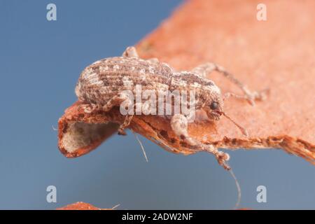 Schwertfisch (Pandeleteius hilaris) Stockfoto