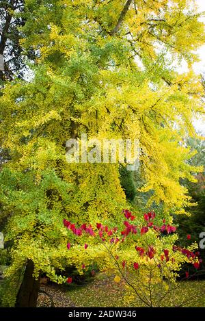 Eine ausgereifte Gingko Baum in einem Englischen Garten, die den Übergang von Grün zu Gelb Blätter im Herbst Stockfoto