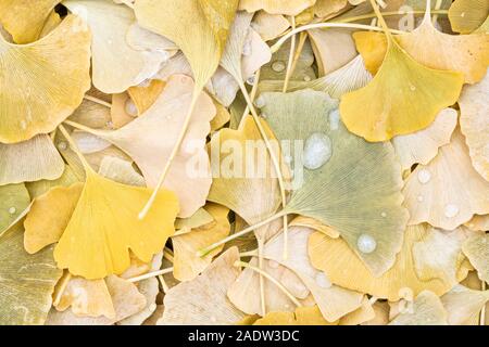 Ginkgobaum (Ginkgo biloba) auf dem Boden, von Dominique Braud/Dembinsky Foto Assoc Stockfoto