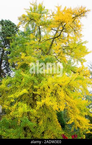 Eine ausgereifte Gingko Baum in einem Englischen Garten, die den Übergang von Grün zu Gelb Blätter im Herbst Stockfoto