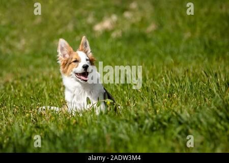 Cute Puppy Dog Relaxen im Park oder Wiese, Mixed breed dog portrait, Copyspace Stockfoto