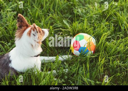 Niedlichen Hund liegend auf der grünen Wiese, Fußball oder Pet Toy ball Daneben, Spielen im Freien Stockfoto