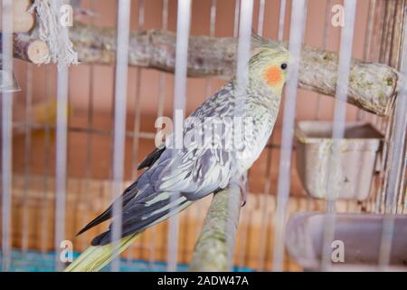 Sittiche. Grüne wellenförmige Papagei sitzt in einem Käfig. Rosy Lovebird Papagei im Käfig konfrontiert. Vögel untrennbar miteinander verbunden. Wellensittich im Käfig. Budgie Sittich in Stockfoto