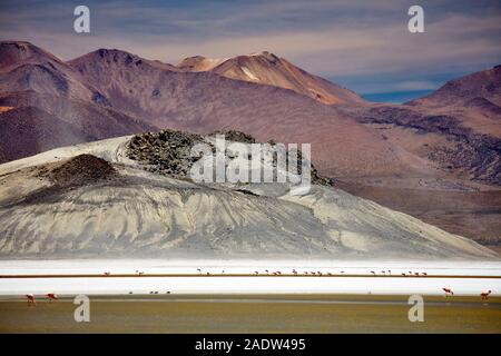 Salar de Surir Stockfoto