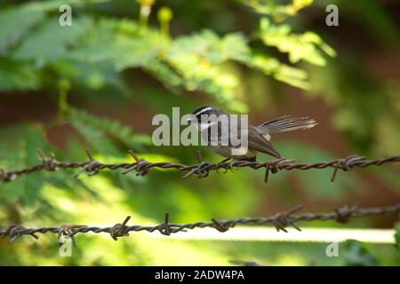 Ort breasted Fantail, Rhipidura albogularis, Indien Stockfoto