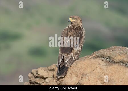 Tawny eagle, Raptors, Saswad, Maharashtra Stockfoto