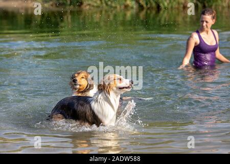 Frau mit ihren beiden Hunden in einem See oder Fluss, Spaß und Kühlung im Sommer zu Fuß Stockfoto