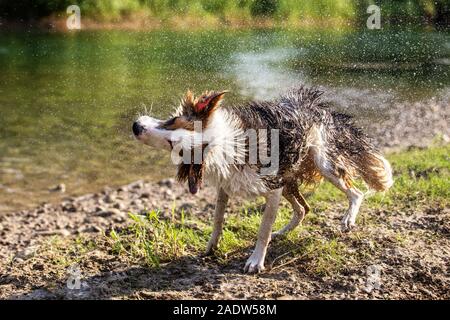 Süßer Hund schüttelt den nassen Fell, vielen Wassertropfen, Riverside und ein grüner See Stockfoto