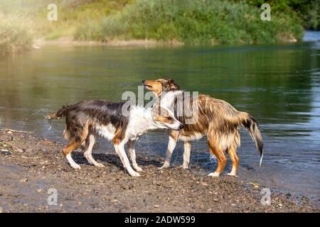 Niedliche Mischling Hund und Shetland sheepdog Stehend am Ufer eines Sees Stockfoto