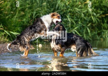 Zwei Hunde spielen und Kämpfen in das Wasser eines Sees, pack Verhalten und rang um Hierarchie Stockfoto