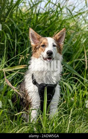 Porträt einer niedlichen Hund sitzend, getupft Mischlingen vor Grün Schilf Stockfoto