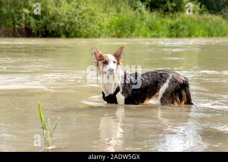 Süßer Hund stehen in einem Fluss oder See, nasses Fell, Abkühlung an der Spaziergang auf Sommer Saison Stockfoto