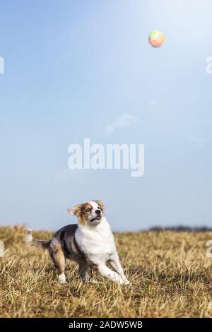 Die Hälfte Rasse Welpen Hund spielt mit einem Ball auf der Wiese, folgenden das Spielzeug in der Luft mit den Augen Stockfoto