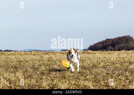 Ein Welpe Hund läuft über einer Wiese, Jagd ein Spielzeug ball Stockfoto