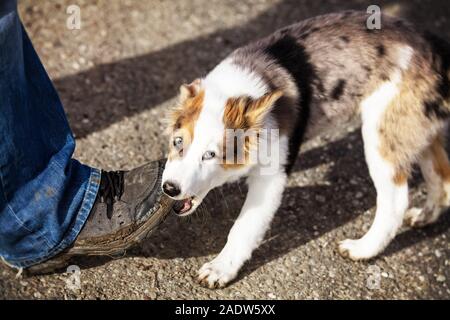 Cute Puppy dog ist nagen an einem Menschen Schuh, outdoor auf einer Straße Stockfoto