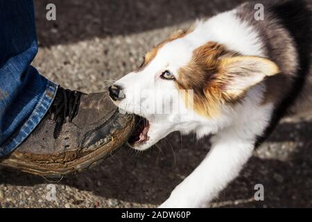 Cute Puppy dog ist nagen an einem Menschen Schuh, outdoor auf einer Straße Stockfoto