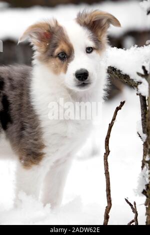 Porträt einer niedlichen gemischt - Rasse Australian Shepherd Welpe Hund im Schnee Stockfoto