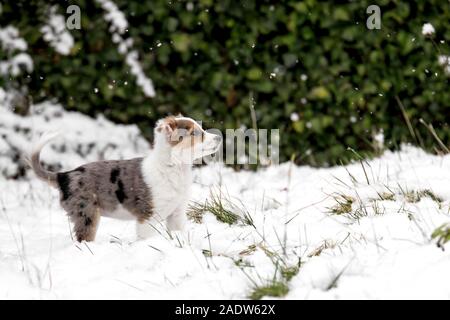 Süße Aussie mix Welpen im Garten mit Schnee und Schneeflocken, Copyspace Stockfoto