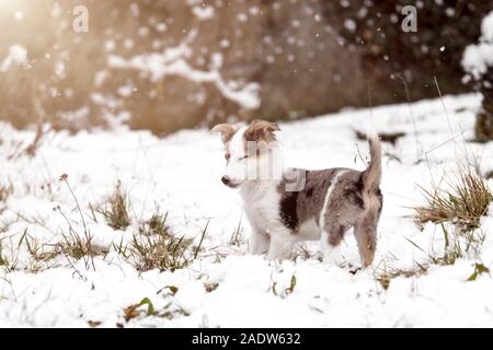 Welpen oder Junghund im Schnee mit Schneeflocken und Sonnenschein, Winter und Welpen Stockfoto